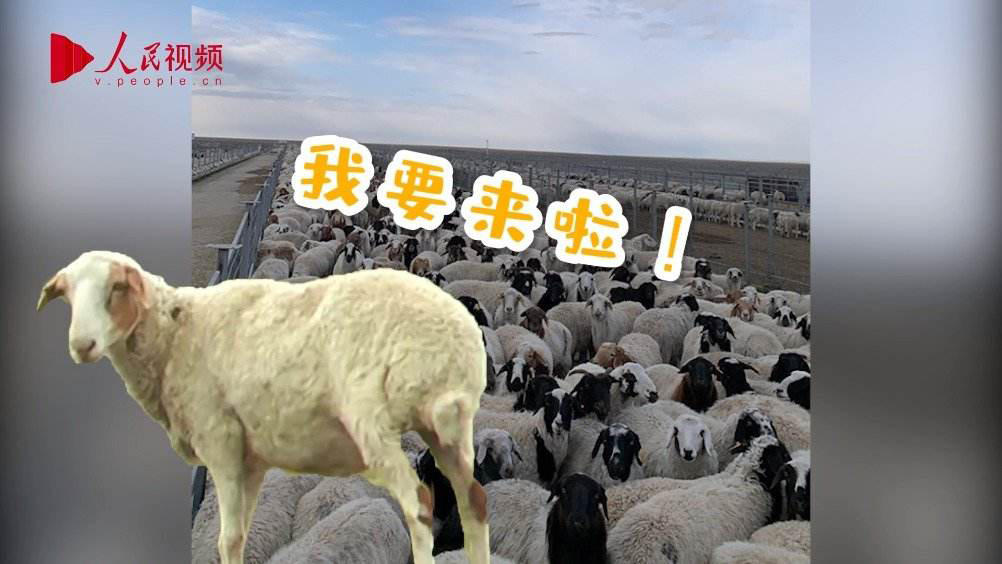 蒙古捐赠的3万只羊全部入境