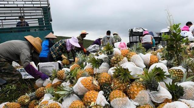 国台办回应暂停进口台湾菠萝